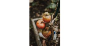 Tomate tutorée pour pousser au mieux