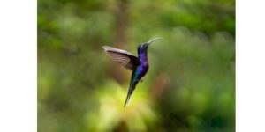 Photo d'un colibri