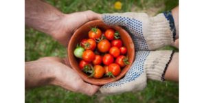 La mise en commun des tomates