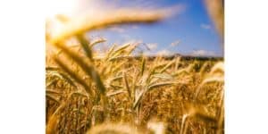 Blé, nourriture ancestrale de l'Homme