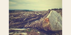 déforestation