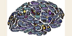 Striatum et représentation du cerveau